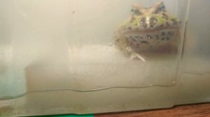 Лягушка рогатка линяет. (Ceratophrys cranwelly).