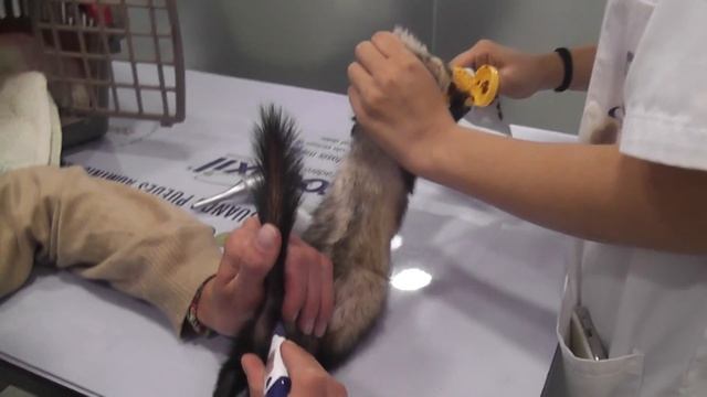 На приеме у врача. Измеряем температуру. смотреть онлайн