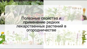 Полезные свойства и применение редких лекарственных растений в огородничестве