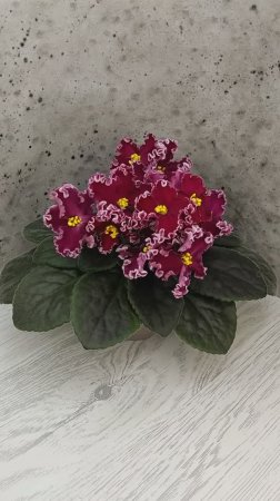 Фиалка ЛЕ-Антарес
