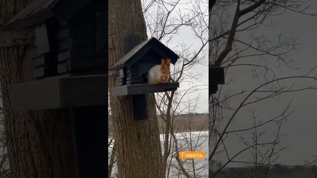 Белка в парке смотреть онлайн