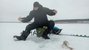 НЕ ЗРЯ ПОМЕНЯЛ МЕСТО. ОКУНЬ ЛУПИТ, ЯМА. конец Ноября 2024г !