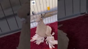 узбекские голуби коканда