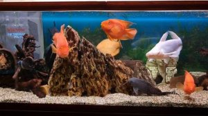 Аквариум на 400 литров от 6 июля 2024 года.