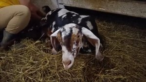 Вторая пошла....окот у Диоры)))