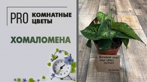 Хомаломена. Неприхотливое и редкое растение для дома и офиса. Уход за растением: легко и просто.