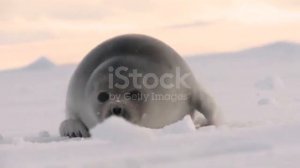 тюленьчик на льду #seal #тюлень #тюлени #seals