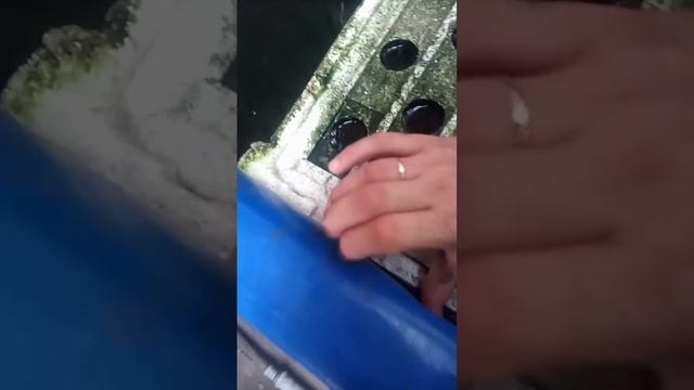 Дядя Витя спасает черепаху. Красноухая пресноводная черепаха часть 2.