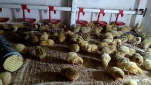 Суточные перепела