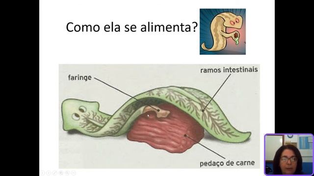 Prof. Rosane - Planária смотреть онлайн