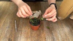 Распаковка посылки с комнатными растениями » Совместная закупка