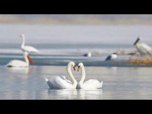 Лебеди и Озеро 🦢 🌅 #лебеди #озеро #астана #природа #чайки