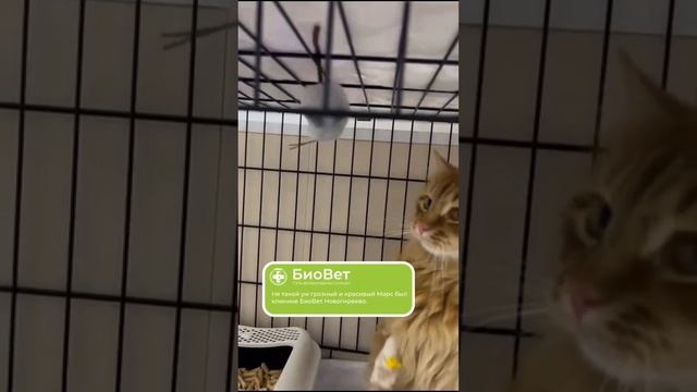 Не такой уж грозный и красивый Марс был клинике БиоВет Новогиреево.