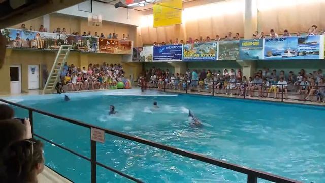 Люди с дельфинами в танцуют бассейне смотреть онлайн