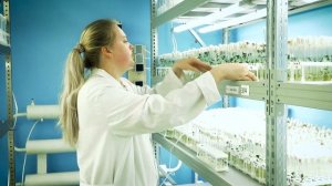 Производство микрорастений картофеля. Микроклональное размножение. Этапы работы лаборанта в НЛК.