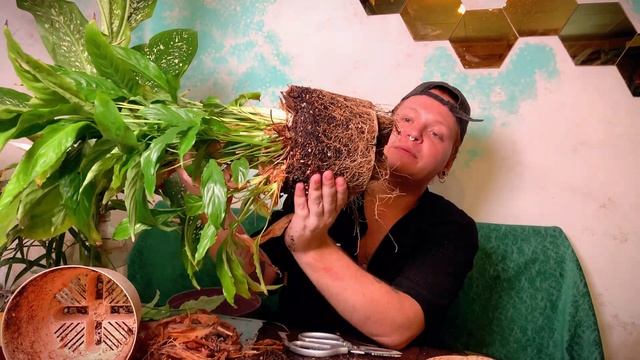 ПРИВОДИМ В ПОРЯДОК СПАТИФИЛЛУМ .