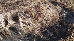 Скрадок на гуся