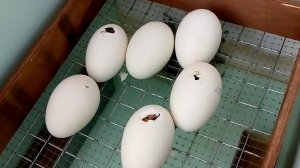 29 день инкубации гусиных яиц//Вывод.