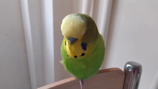 Волнистые попугаи Разговаривают🐦✔️Попугай Кеша Хулиган 🐦 😁✔️Мой домашний питомец