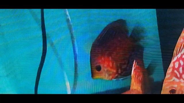 Как я приготавливую нерестовую воду для дискусов. смотреть онлайн