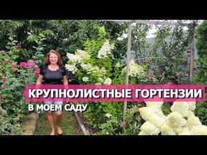 КРУПНОЛИСТНЫЕ ГОРТЕНЗИИ В МОЕМ САДУ: Сорта, характеристики, обрезка, уход и реанимация после жары