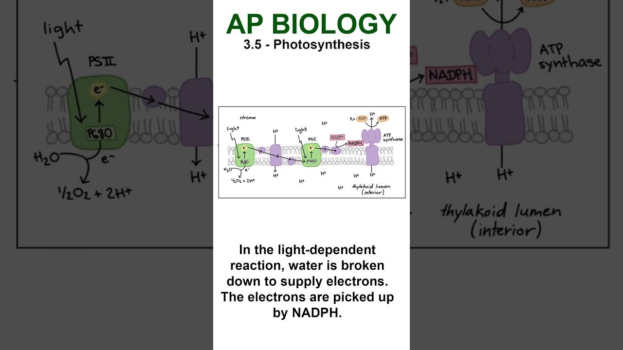 AP Bio - 3.5 Light-Dependent Reaction 1 #apbiology #cellularenergetics