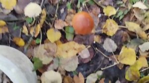 Волнушки и красноголовики после осенних ливней