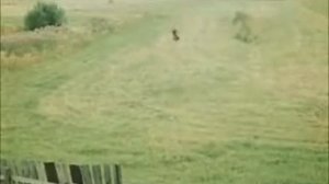 Семь невест ефрейтора Збруева