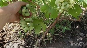 Обзор винограда на 24 июля. Изумление,Юпитер,Лора и др.