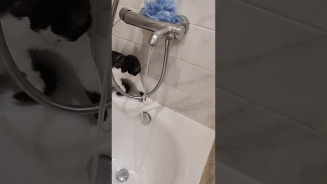 Котёнок впервые видит струю воды смотреть онлайн