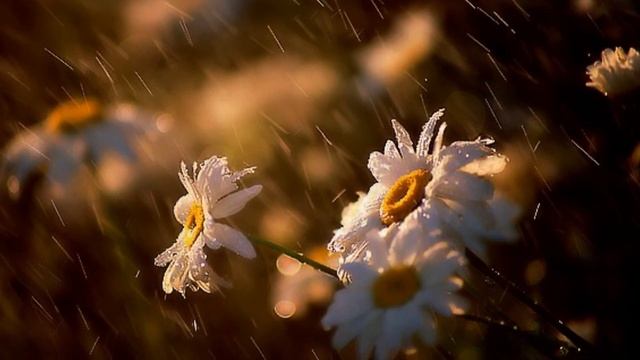 СЕРГЕЙ ЛЕМЕШЕВ- Ах ты,душечка.wmv смотреть онлайн