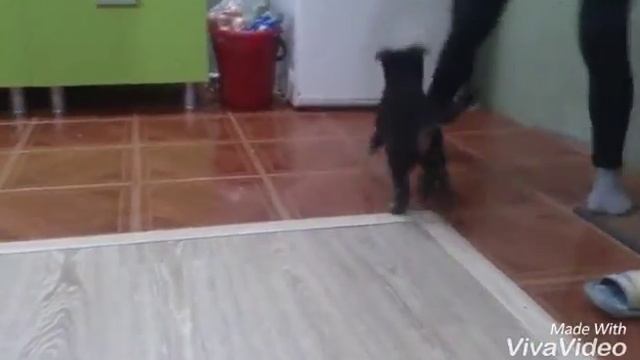 Кусака смотреть онлайн