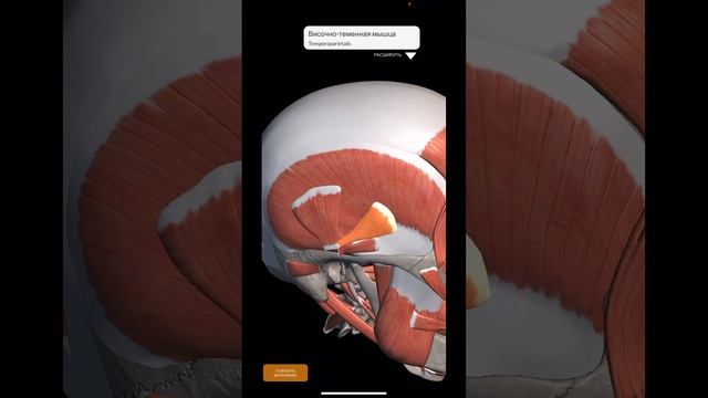 ШПАРГАЛКА.Миология.Мимическиие мышцы (I)  #anatomy #shorts