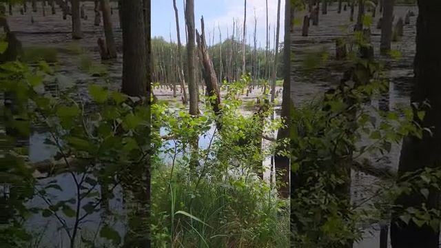 Болота в лесу, 😄🌿🌳🌷🍀🥀🌳 Poznan, Poland смотреть онлайн
