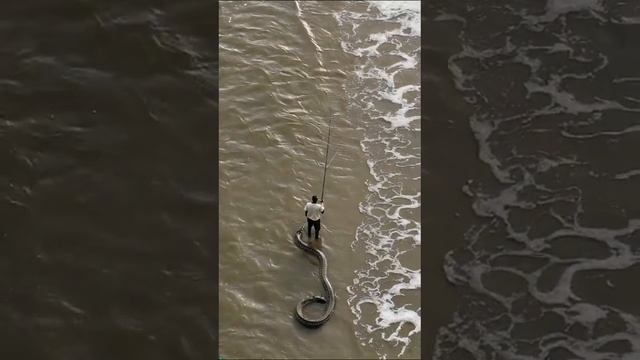 Мистические существа которых выловили из моря