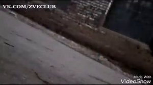 Районы,кварталы - звери - клип