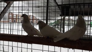 Пакистанские голуби кобрашейные. Pakistan pigeons cobraneck. +7(925)502-25-09