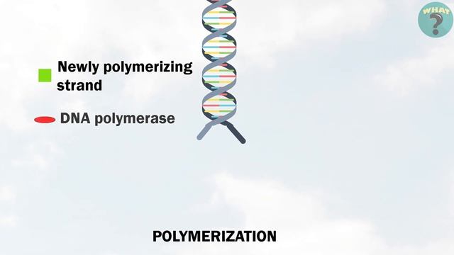 DNA Replication Animation in Tamil || Genetics - Molecular Basis of inheritance || NCERT class 12