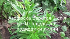 У лилий появились бутоны. Подкормка лилий для цветения в июне