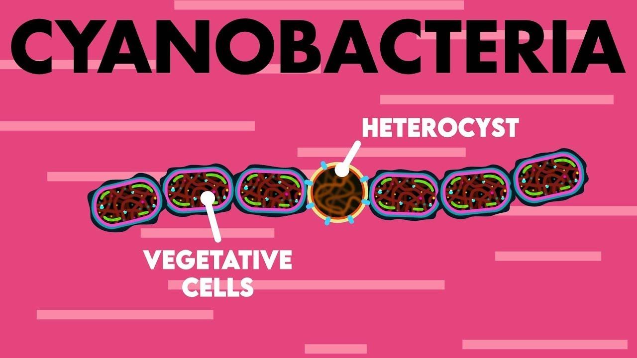 Origin Of Life and The Role of Cyanobacteria (Blue-Green Algae) | Evolution Class 12 | NEET 2021