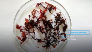 Phyllophora. Black Sea