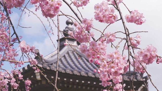 桜 ～SAKURA～ Cherry Blossom смотреть онлайн