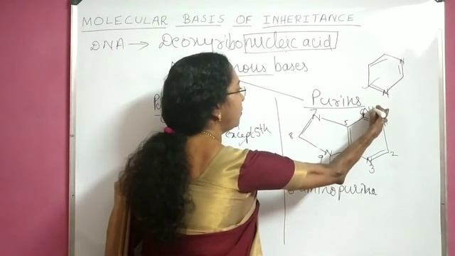 Structure of nucleic acid | Molecular basis of Inheritance | Class 12 Biology | NEET Biology