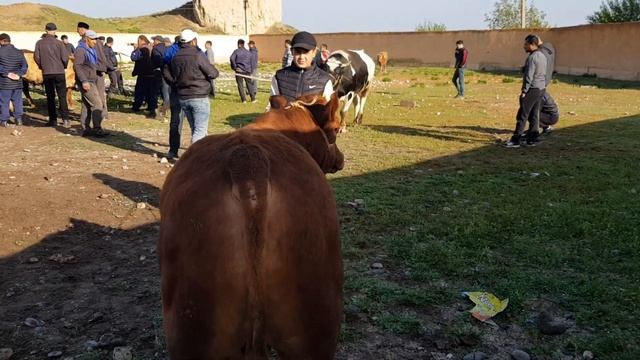 САМАРКАНД КИРЧА МОЛ БОЗОРИ КАТТА НАВВАС