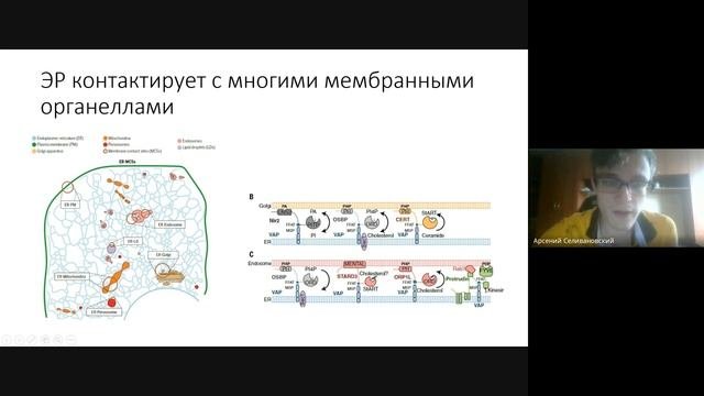 Киназа MTOR — сенсор клеточного голода