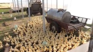 Команды утятам