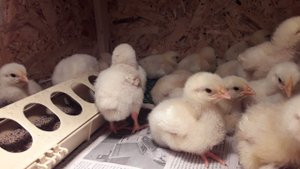 КОББ 500 Турция, итоги инкубации, стоит ли заказывать