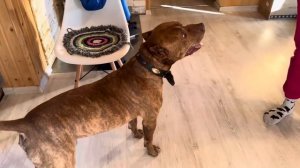 ЛЕГЕНДАРНЫЙ ПИТБУЛЬ ГРАФ-СТАРШИЙ…МиЛеди ПРИЕХАЛА ЗНАКОМИТСЯ с ОТЦОМ ГРАФА…САНКТ-ПЕТЕРБУРГ #grafbala