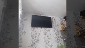 попугай корелла поёт