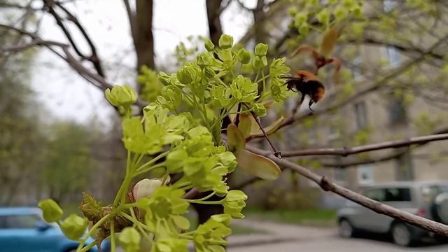 © Шмель. 03.05.2024 смотреть онлайн